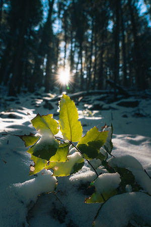 LookoutWinter2025-1-2