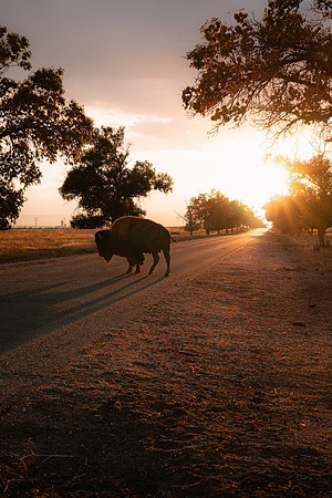 BuffaloSunset-1