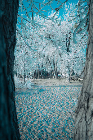 Frost2025-1-6