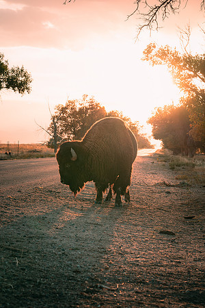 BuffaloSunset-1-3